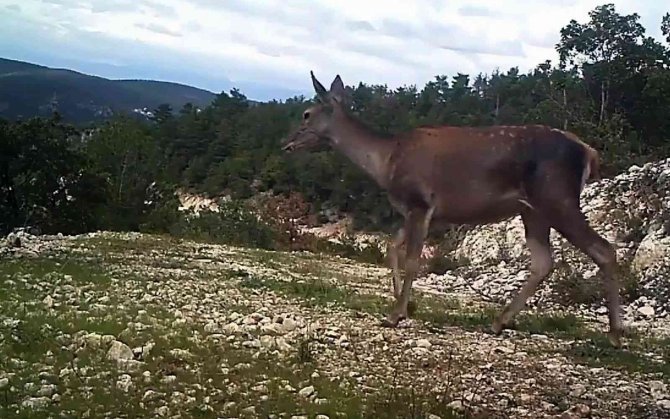 Samsun’da Yaban Hayatı Fotokapana Yakalandı