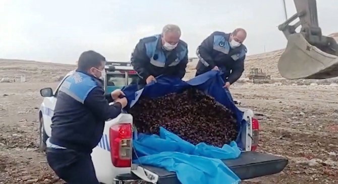 Şanlıurfa’da Küflenmiş Yarım Ton Hurma Ele Geçirildi
