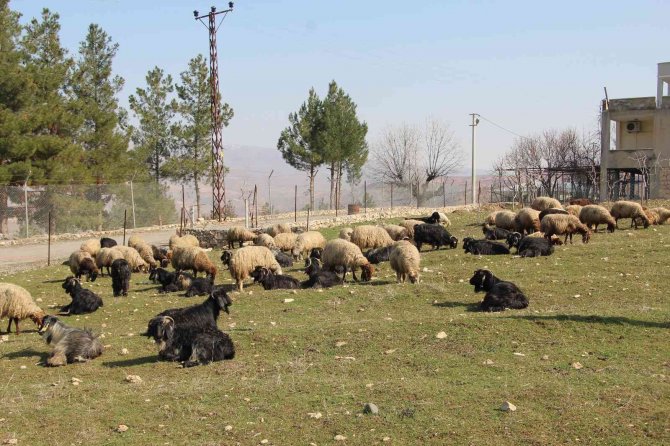 Kentten Köye Göç Edip Devlet Desteğiyle Çiftçilik Yapıyorlar
