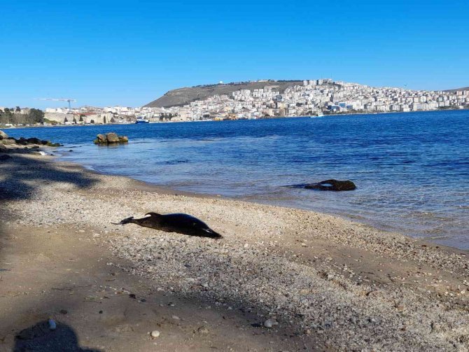 Sinop’ta Ölü Yunus Sahile Vurdu