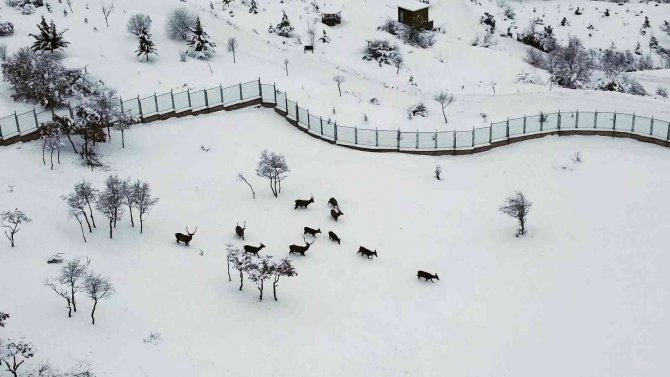 Türkiye’nin İlk Fauna Alanında Kış Güzelliği