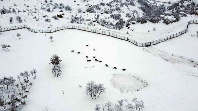 Türkiye’nin İlk Fauna Alanında Kış Güzelliği