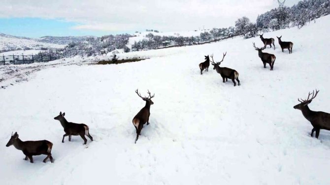 Türkiye’nin İlk Fauna Alanında Kış Güzelliği