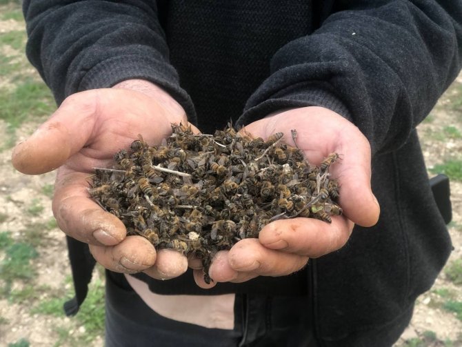 Adana’da Binlerce Arı Telef Oldu