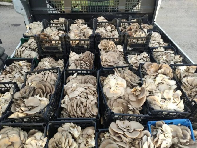 Köylü Kadınlar Kolları Sıvadı, Mantar Üretmeye Başladı