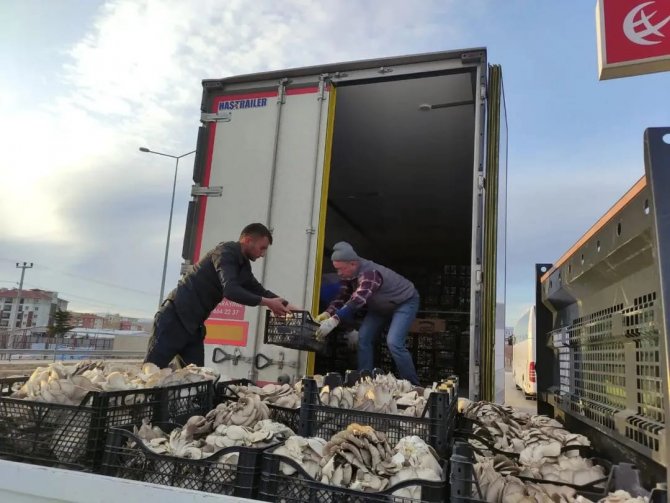 Köylü Kadınlar Kolları Sıvadı, Mantar Üretmeye Başladı