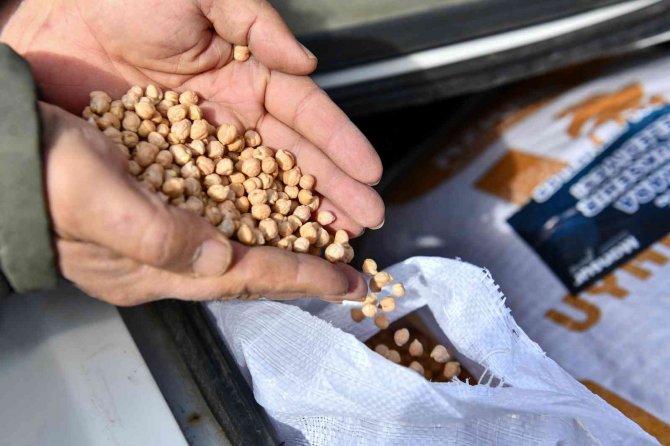 Abb’den Çiftçiye Nohut Tohumu Desteği