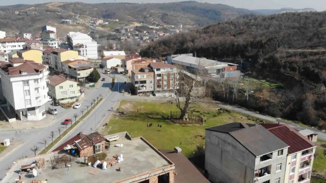 Şehrin Ortasında 550 Yıllık Ağaç Adeta Zamana Meydan Okuyor