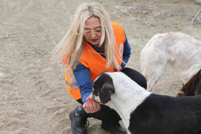 İ̇lkadım Ve Atakum’dan Sokak Hayvanlarına Mama Desteği