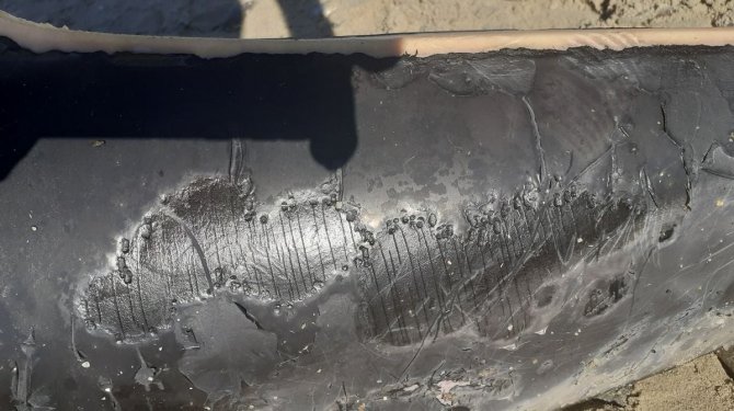 Kuşadası Sahilinde Nadir Görülen Deniz Canlıları Ölü Olarak Bulundu