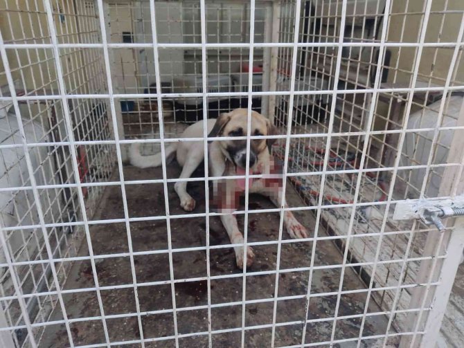 Kümesteki Hayvanlarına Saldıran Köpeği Yaralayan Şahsa Adli İşlem Ve Para Cezası