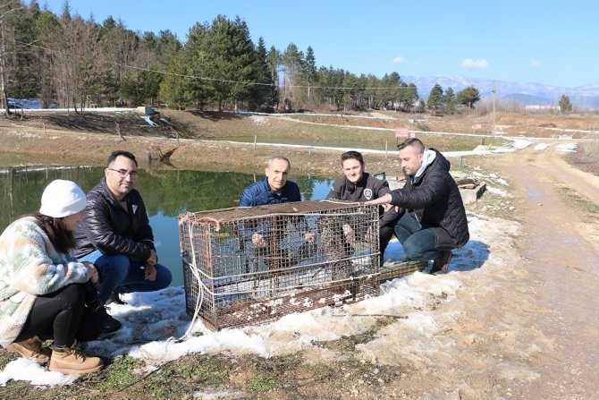 Üretim Çiftliğinde Balıkları Yiyen Su Samuru, Kapanla Yakalandı