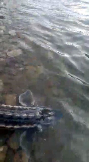 200 Milyon Yıldır Var Olan Mersin Balığı Gümüşhane’de Görüldü