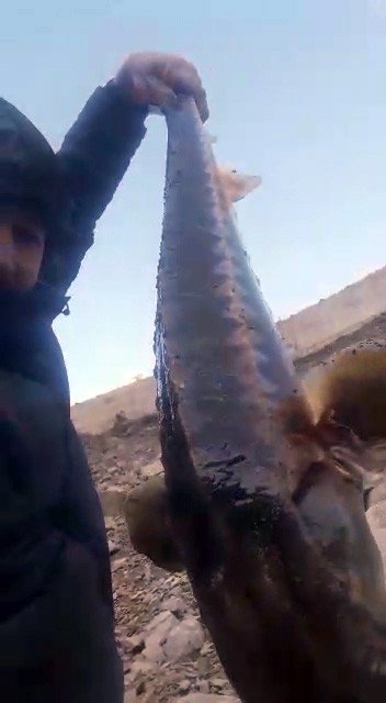 200 Milyon Yıldır Var Olan Mersin Balığı Gümüşhane’de Görüldü