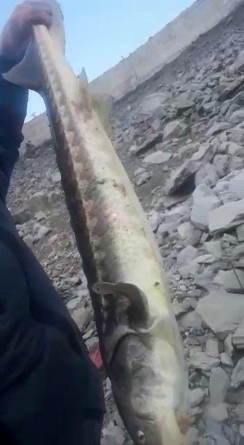 200 Milyon Yıldır Var Olan Mersin Balığı Gümüşhane’de Görüldü