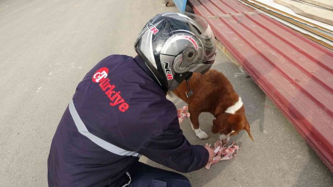 Türkiye Gazetesi Dağıtıcısı, 3 Yıldır Sokak Köpeklerini Düzenli Olarak Besliyor