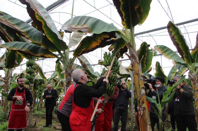 Kızılay’dan Hatay’da Muz Hasadı