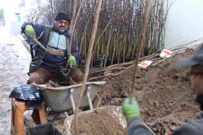 İ̇lk Cemre Düştü Fidancılarda Hareket Başladı