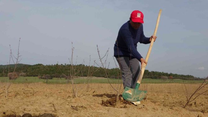 Kızılderililerin Soğuk Algınlığında Kullandığı Aronya Şehitler Diyarı Çanakkale’de Yetişecek