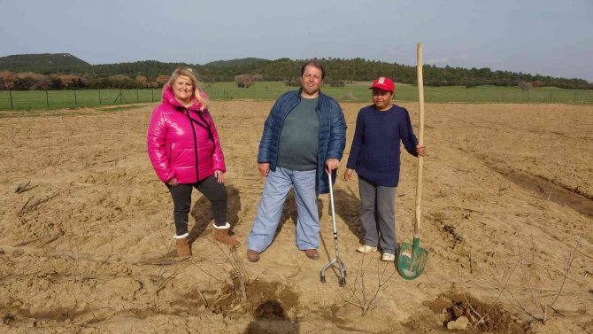 Kızılderililerin Soğuk Algınlığında Kullandığı Aronya Şehitler Diyarı Çanakkale’de Yetişecek