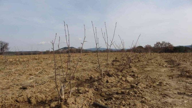Kızılderililerin Soğuk Algınlığında Kullandığı Aronya Şehitler Diyarı Çanakkale’de Yetişecek