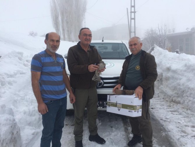 Yaralı Atmaca Ve Baykuşa Yardım Eli