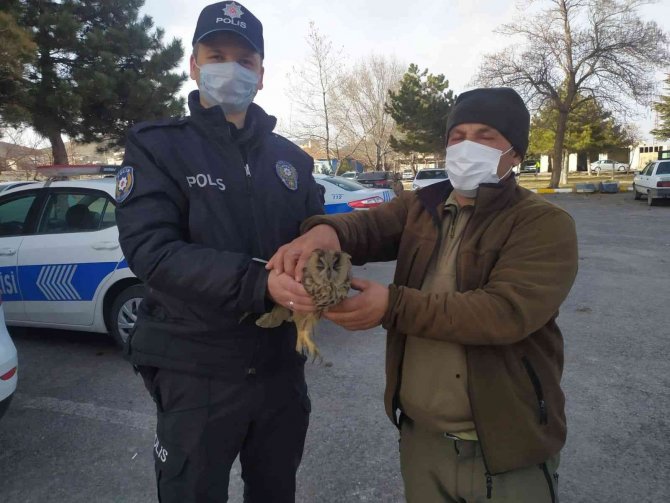 Yaralı Atmaca Ve Baykuşa Yardım Eli