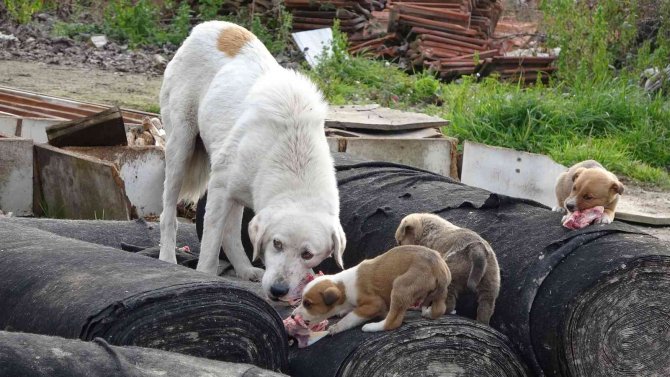 Türkiye Gazetesi Dağıtıcısı, 3 Yıldır Sokak Köpeklerini Düzenli Olarak Besliyor