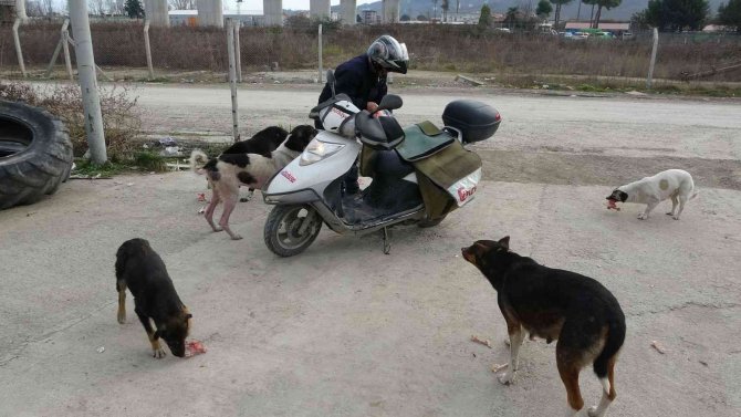 Türkiye Gazetesi Dağıtıcısı, 3 Yıldır Sokak Köpeklerini Düzenli Olarak Besliyor