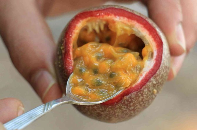 Bir Fidanı 10 Yıl Meyve Veriyor, Kilosu 100 Tl’den Satılıyor