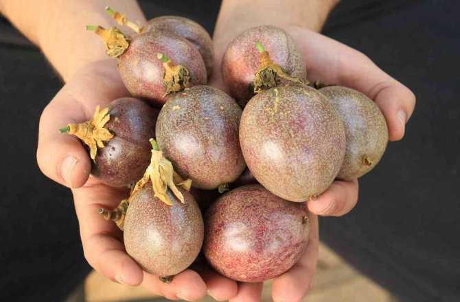 Bir Fidanı 10 Yıl Meyve Veriyor, Kilosu 100 Tl’den Satılıyor