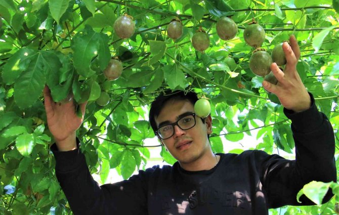 Bir Fidanı 10 Yıl Meyve Veriyor, Kilosu 100 Tl’den Satılıyor