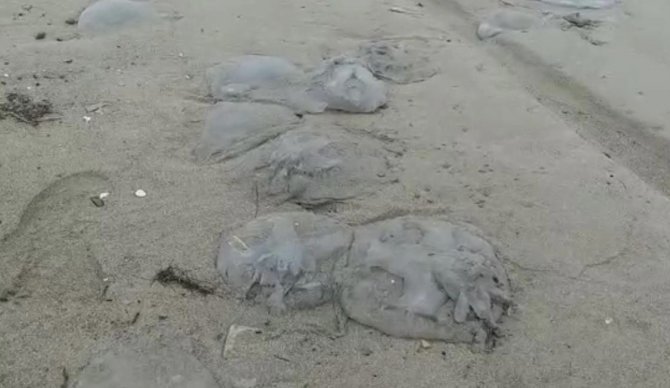 Doğu Akdeniz’de Yüzlerce Deniz Anası Sahile Vurdu
