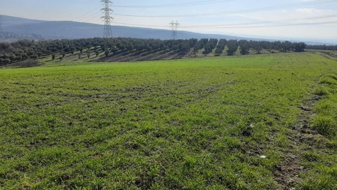 Arpa Çeşitlendirme Çalışmaları Aralıksız Sürüyor