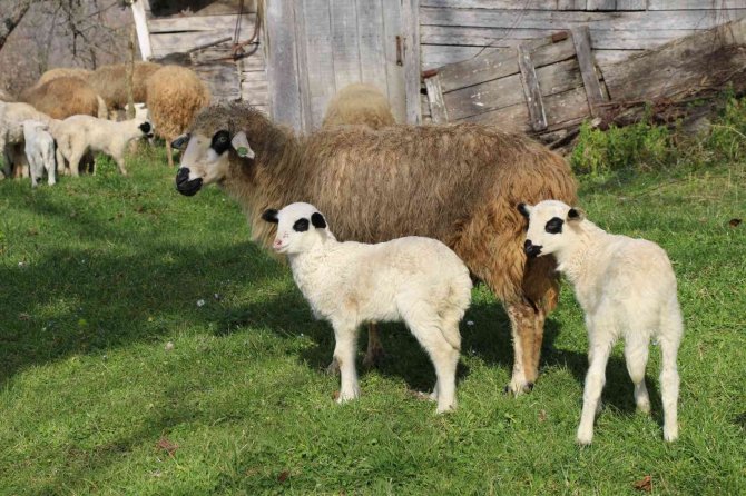 Başkan Güler’in Projesi 2 Buçuk Yılda 5’e Katladı