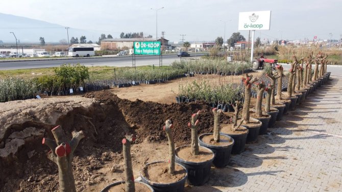 Örkoop’tan Bölge Tarımına Kaliteli Fidan Desteği