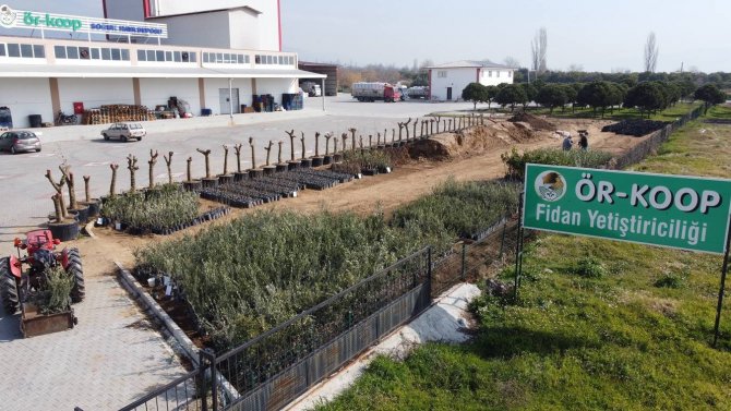 Örkoop’tan Bölge Tarımına Kaliteli Fidan Desteği