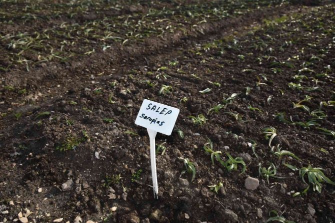 Mustafakemalpaşa Aromatik Bitkiler Bölgesi Oluyor