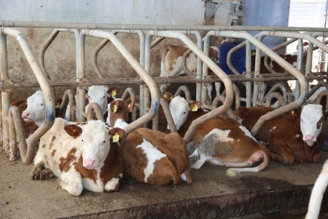 Sivas’ta Büyükbaş Hayvan Varlığı Arttı