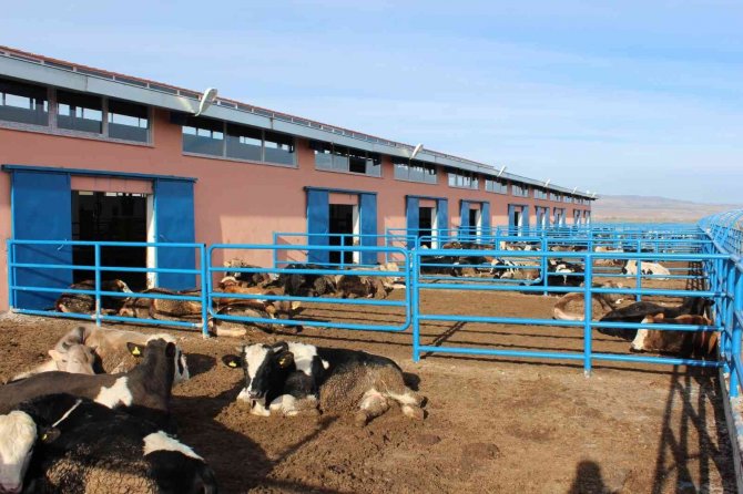 Sivas’ta Büyükbaş Hayvan Varlığı Arttı