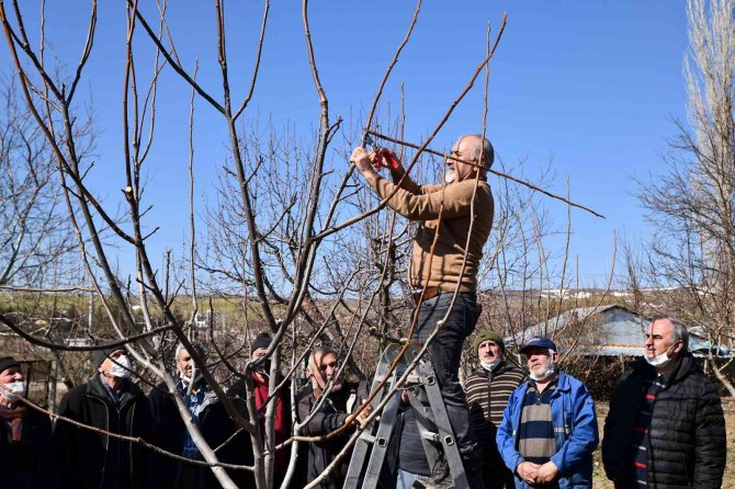 Tepebaşı’nda Budama Eğitimleri Sürüyor