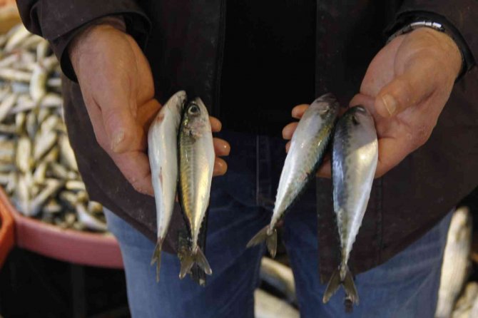 Uzun Yıllardır Görünmüyordu, Yeniden Tezgahları Şenlendirmeye Başladı