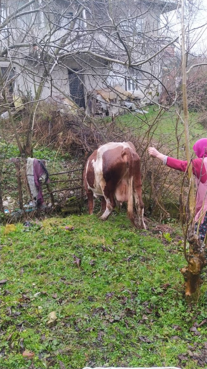 İ̇ki Duvar Arasında Kalan İneği İtfaiye Ekipleri Kurtardı