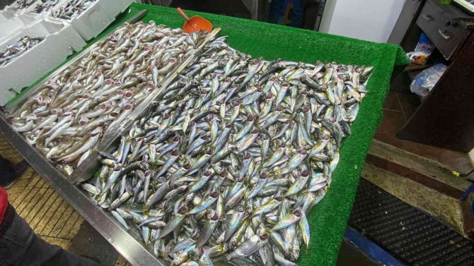 Balıkçılar Sezon Umutsuz Kapatıyor