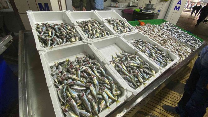 Balıkçılar Sezon Umutsuz Kapatıyor