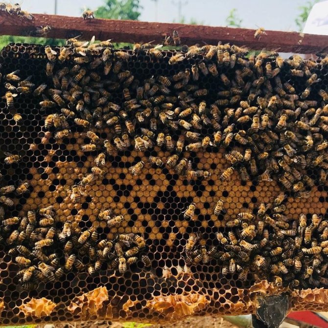 Arı Yetiştiriciliği Kursuna Yoğun İlgi