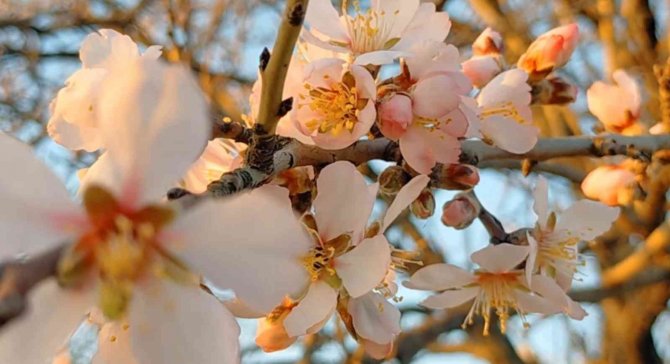Edirne’de Badem Ağaçları Çiçek Açtı