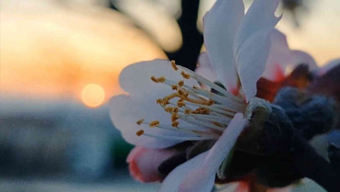 Edirne’de Badem Ağaçları Çiçek Açtı