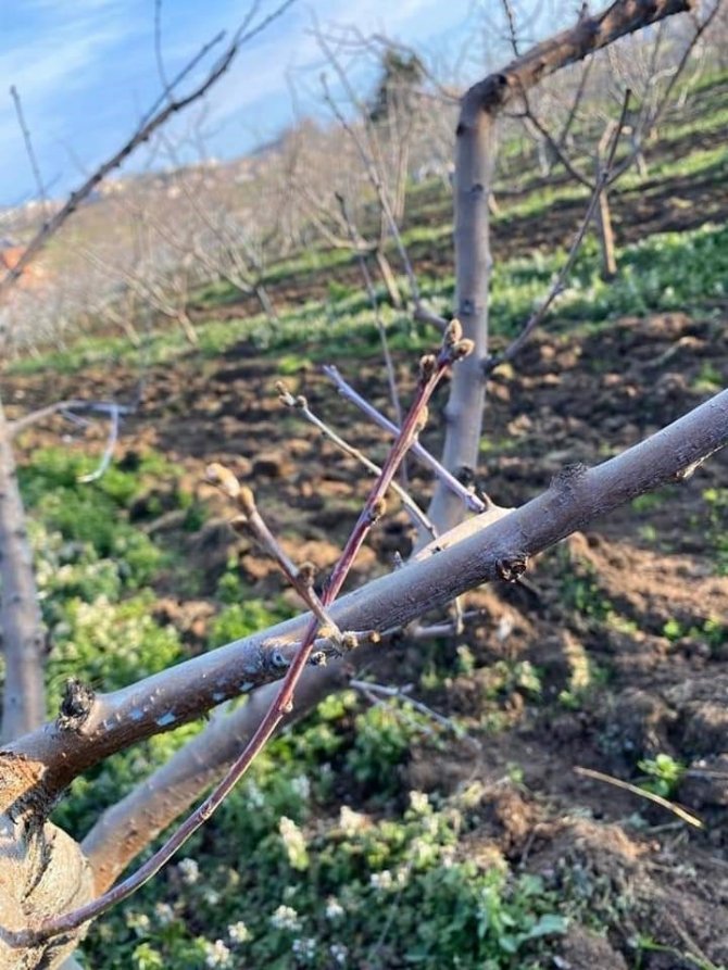 Müdür Sağlam’dan Uyarı: “Bordo Bulamacı Uygulama Zamanını Kaçırmayalım”