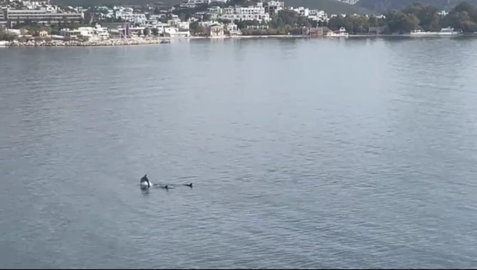 Bodrum’da Yunus Sürprizi